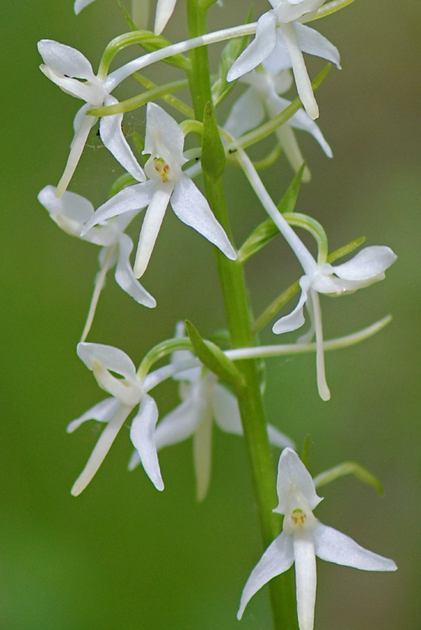 Orchidea bianca da id.